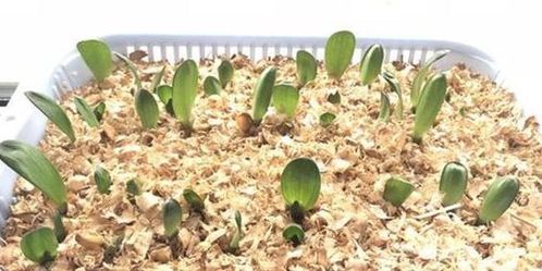 家里的废物垃圾没用 喜欢养花不要错过它们,一处理就是好花肥