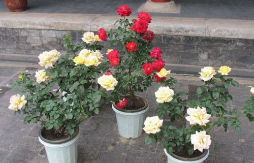 月季盛开的时候,3天1次 黄豆水 ,花开得又香又大,根壮叶肥