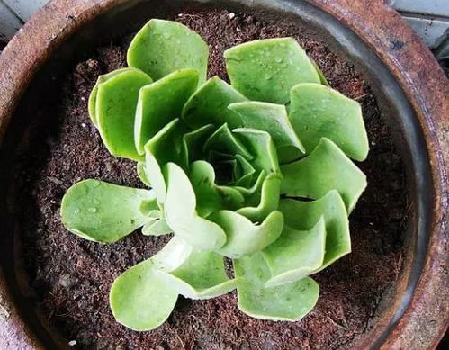 不知道养啥多肉植物 向你推荐20种常见多肉