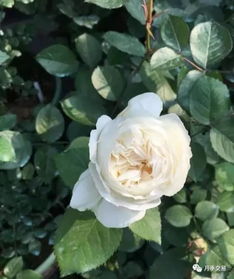 月季就要这样捣鼓 才能花开不断