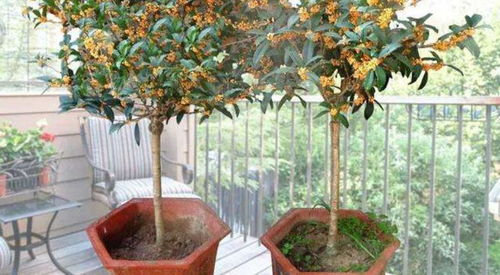 冬季买到硬土桂花,换盆牢记6点,缓苗特简单,长叶开花不发愁