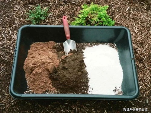 养花大神的植物花卉长得好,不全是因为技术好,学好这几点你也行