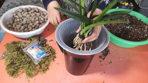 腐叶土是酸性还是碱性