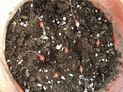 防盗窗上养这花,1个月开成花海,邻居都看花眼
