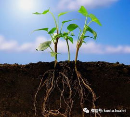 如何提高土壤肥力 化肥与有机肥搭配效果更好