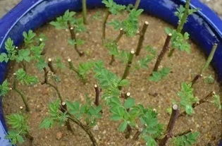 养花先配土,这些土肥的出油,用来养花叶子绿出油,教你怎样配出透气透水的养花土