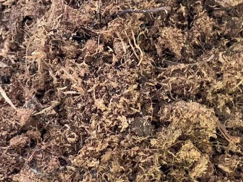 新手养多肉,怎么配土 大棚主传授给你,经典又实用