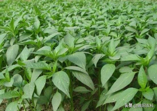 这样防治蔬菜苗蚜虫和地下害虫,能管整个苗期不生虫,操作还简单