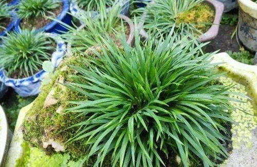 一分钱没花,从山上挖来的植物,种在家里既美观又好养
