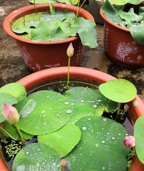 碗莲种子处理好,呼呼窜芽,阳光一晒就开花