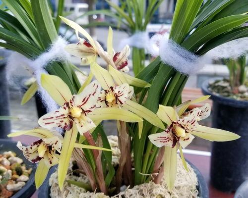 用兰花石栽兰花几天浇一次水比较好 兰花石养兰花的优缺点