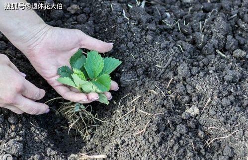 废弃的花盆 花土别丢,春天种几株草莓,6 8月就能吃上果子