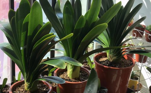 羊粪当植料养花前,掌握住用量 发酵方法,养啥花都能旺