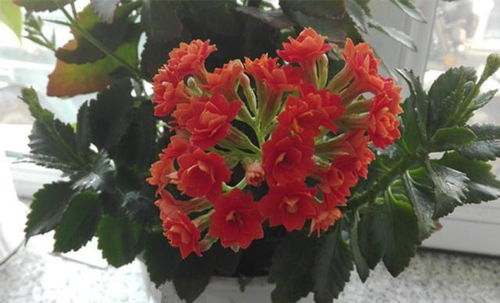 新手都养不死的八种花,随便掐根枝埋土里就活,咋养咋旺