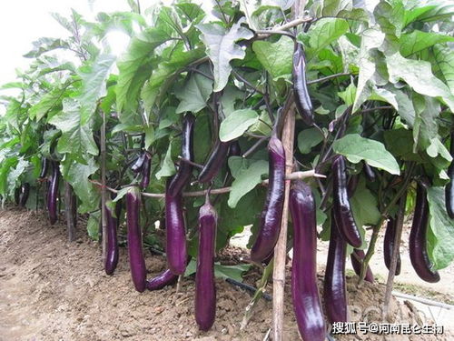 茄子田间管理措施有哪些 茄子重茬根腐怎么预防 茄子软腐烂根怎么防治
