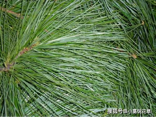 秋冬养花换盆土,费钱 用它们调配营养土,再也不用犯愁了
