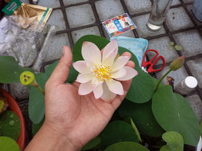 出淤泥而不染,濯清涟而不妖 碗莲的种植基础
