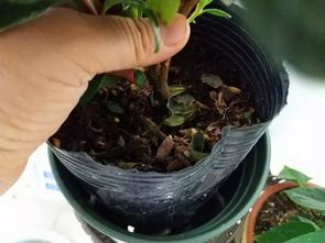 秋季气候干燥,这3种植物养不好,黄叶子掉一地,真是愁死人