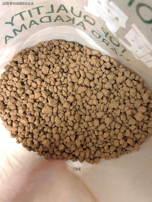 不用永远体验不到,软质颗粒养多肉,效果真的很好,根系超发达