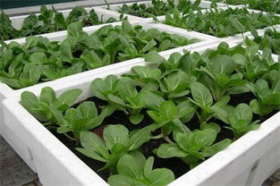 谁说阳台种菜少吃为妙,种植茂盛一家人都吃不完 