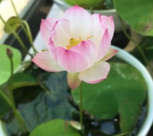 4种花很漂亮,好养易活能爆盆,一盆千百朵,枝头花苞满