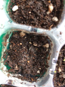 多肉播种后土壤上长出了白色的丝和白色带绒毛小球,请问是长霉菌了吗 应该怎么处理