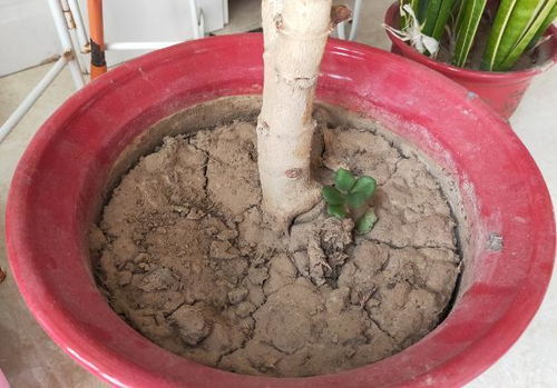 盆土过硬,影响根系呼吸就学 这几招 松土