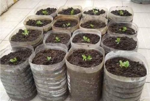 养花也是门技术活,瓶瓶罐罐当花盆,各种废料当花肥,方便实用