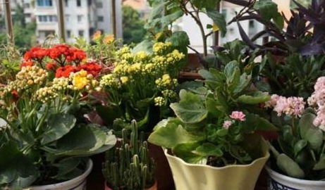 打造阳台 小花园 ,就选 这3种 ,一年能开300多天花,美死了