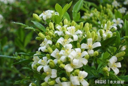 九里香,花如其名 1年开花大半年,室内搁盆它,连香水都省了 吊兰 植物 种植 花朵 植株长势 网易订阅