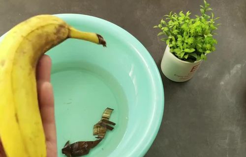老花匠 用这3样泡水浇花,养根很管用