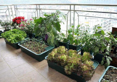 青海姑娘11款阳台种植 种花种菜种瓜果,享受都市里的慢生活