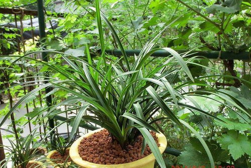 羊粪养花 真豪横 ,做好2个关键点,养啥花旺啥花