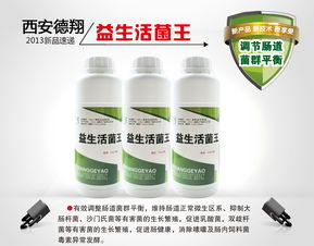 赛鸽飞一会就落棚,原因竟然是这个