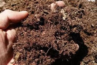 出门遛一圈,没准就能找到适合自家植物的土壤 