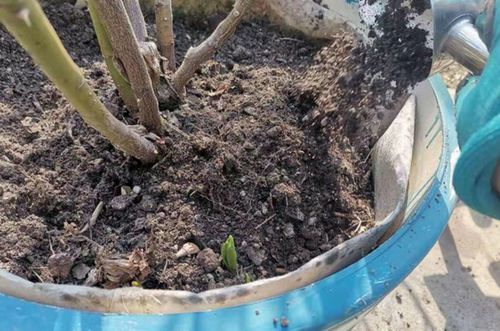月季花春季换土施肥太费力 换种方法,养分好吸收,长势快