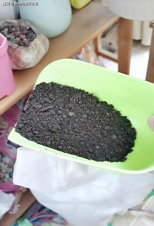 夏日养花,肥料怎么用 针对品种施肥,肥料用对了开花数量翻倍