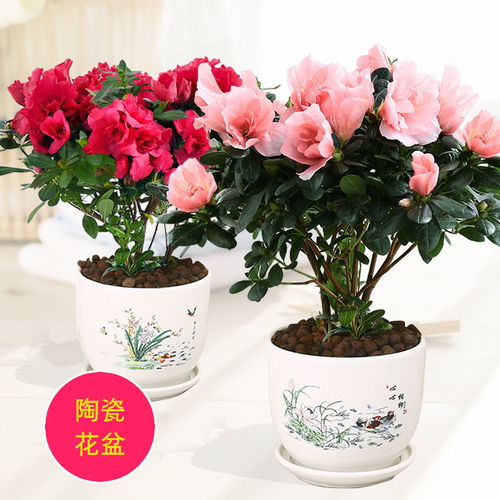 杜鹃花盆栽花卉植物室内花好养活阳台常年开花茉莉花盆栽开花不断