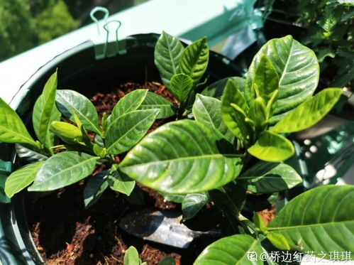栀子花超全大养护,收藏起来,以后肯定用得上