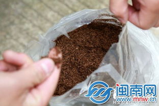网购土壤后家中跳蚤成灾 疑营养土内藏虫惹祸