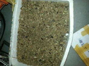 锯末配的养花土 比花市的营养土还效果好