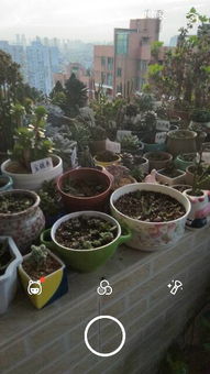 多肉植物名字