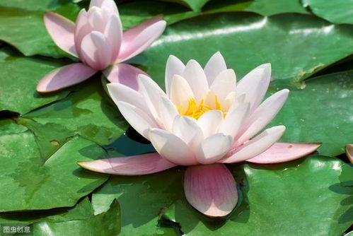 3月栽进水缸的睡莲,掌握4个养殖技巧,才5月初,花就爆缸
