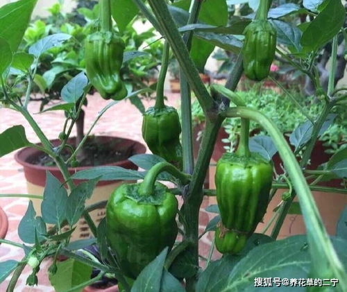 用个破油桶,阳台种辣椒,一棵结8斤,沉得压弯枝