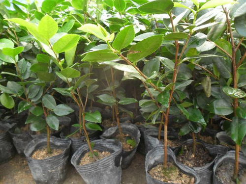 茶花树移栽后怎么养护