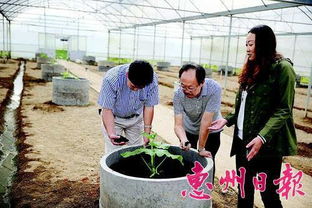 广东惠州市首次大面积采用椰糠无土栽培技术种菜
