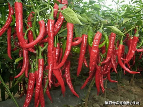 辣椒用什么复合肥 辣椒追施用什么肥料 辣椒打什么叶面肥产量高