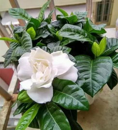 栀子花叶子发黄怎么办,学会这几招就能解决