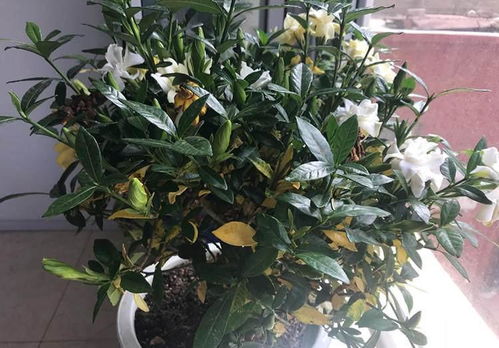 几种不好养的花