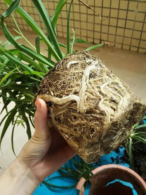 2种花爱 吃土 ,秋季不换盆换土,过冬有麻烦